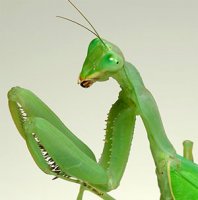 Sphodromantis baccettii