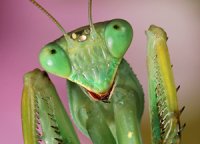 Sphodromantis viridis