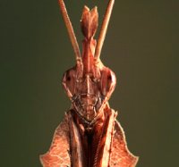 Gongylus gongylodes