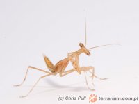 Miomantis paykullii