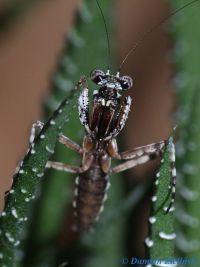  Theopompa sp. Foto. Damian Zieliński