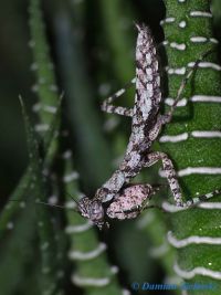  Theopompa sp. Foto. Damian Zieliński