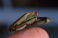  Acontiothespis concinna kopulacja na czubku palca
Foto: Jakub Urbański