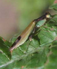  Acontiothespis concinna dorosła samica
Foto: Jakub Urbański