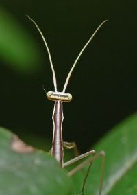  Brunneria borealis larwa L1
Foto: Piotr Hołoweńko