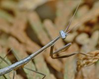  Brunneria borealis grube czułki
Foto: Piotr Hołoweńko