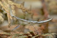  Brunneria borealis charakterystyczna smukła sylwetka
Foto: Piotr Hołoweńko