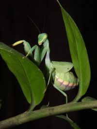  Cilinia humeralis
Foto: Damian Zieliński