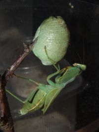  Cilinia humeralis
Foto: Damian Zieliński