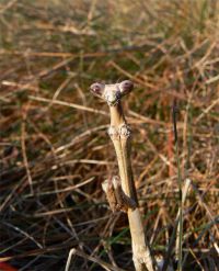  Samica Euchomenella macrops 
Foto: Piotr Hołoweńko