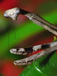  Samica Euchomenella macrops portret
Foto: Piotr Hołoweńko