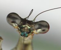  Samica Euchomenella macrops seledynowy aparat gębowy
Foto: Piotr Hołoweńko