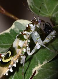  Samica Pseudocreobotra ocellata 
Foto: Piotr Hołoweńko