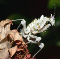  Samica Pseudocreobotra ocellata 
Foto: Piotr Hołoweńko