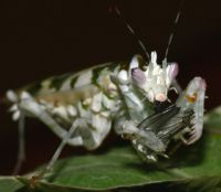  Samica Pseudocreobotra ocellata w trakcie posiłku
Foto: Piotr Hołoweńko