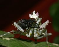  Samica Pseudocreobotra ocellataw trakcie posiłku
Foto: Piotr Hołoweńko
