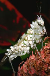  Samica Pseudocreobotra ocellata
Foto: Piotr Hołoweńko