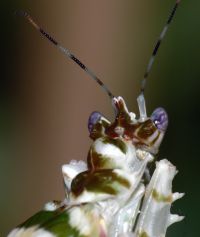  Samica Pseudocreobotra ocellata 
Foto: Piotr Hołoweńko