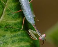  Samiec Taumantis sigiana 
Foto: Piotr Hołoweńko