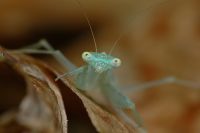  Larwa Tropidomantis tenera 
Foto: Piotr Hołoweńko