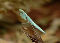  Larwa Tropidomantis tenera 
Foto: Piotr Hołoweńko