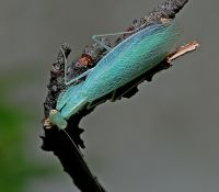  Tropidomantis tenera
Foto: Piotr Hołoweńko