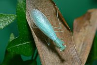  Tropidomantis tenera
Foto: Piotr Hołoweńko