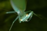  Tropidomantis tenera
Foto: Piotr Hołoweńko