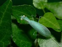  Tropidomantis tenera
Foto: Piotr Hołoweńko