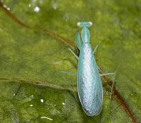  Tropidomantis tenera
Foto: Piotr Hołoweńko