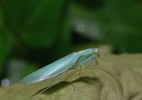  Tropidomantis tenera
Foto: Piotr Hołoweńko