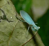  Tropidomantis tenera
Foto: Piotr Hołoweńko