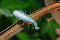  Tropidomantis tenera
Foto: Piotr Hołoweńko