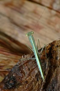  Tropidomantis tenera
Foto: Piotr Hołoweńko