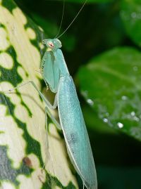  Tropidomantis tenera
Foto: Piotr Hołoweńko