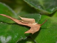  Tropidomantis tenera kokon
Foto: Piotr Hołoweńko