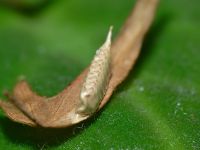  Tropidomantis tenera długość około 9 mm
Foto: Piotr Hołoweńko